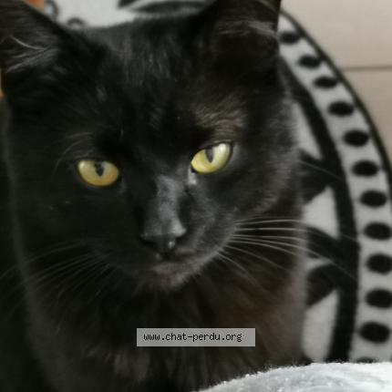 Foto 1/1 Yoda Chat perdido en Arandon passins