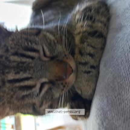 Foto 1/1 Titi Chat perdido en Vigneux de bretagne