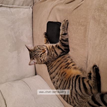 Foto 1/1 Miya Chat perdido en Verneuil sur seine