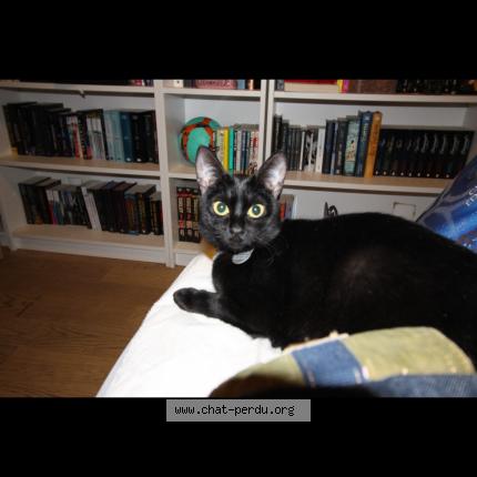 Foto 1/1 Bagerra Chat perdido en Nice