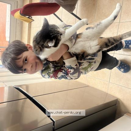 Foto 1/1 JUSTINE Chat perdido en Toulon