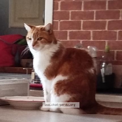 Foto 1/1 Candy Chat perdido en Trelaze