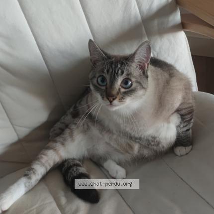 Foto 1/1 Willow Chat perdido en Chauray