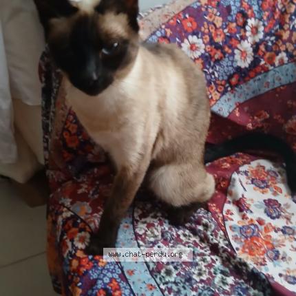 Foto 1/1 Gato encontrado Encontrado en Ballanncourt