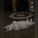 Foto del gato perdido en St Jean De Luz