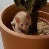 Foto del gato perdido en Laurens