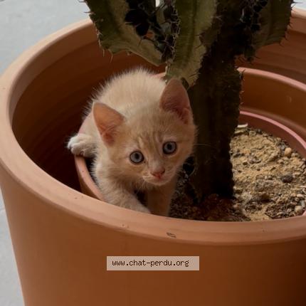 Foto 1/1 ATLAS Chat perdido en Laurens