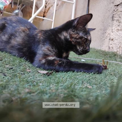 Foto 1/1 Chiniwa Chat perdido en Juvignac