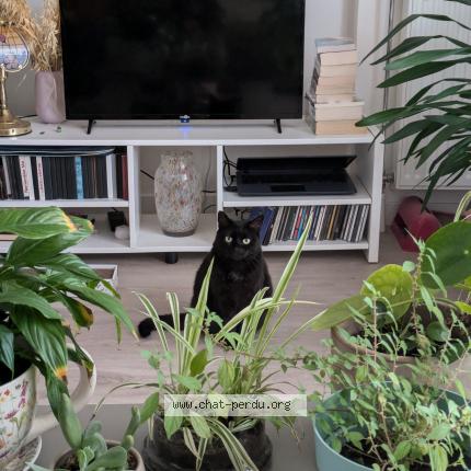 Foto 1/1 Georgette Chat perdido en Rouen