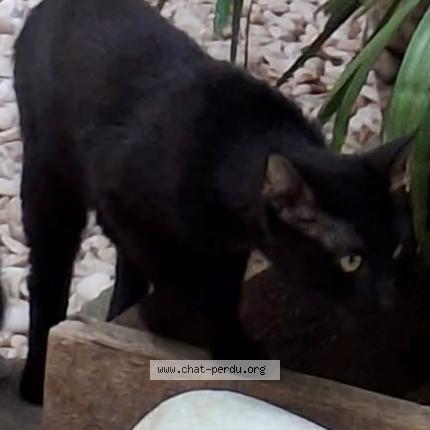 Foto 1/1 Gato encontrado Encontrado en Bordeaux