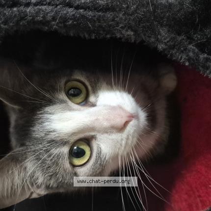 Foto 1/1 Ma fille Chat perdido en Le mee sur seine