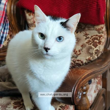 Foto 1/1 Loki Chat perdido en Lesneven