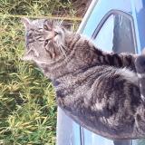 Foto del gato perdido en Auribeau Sur Siagne