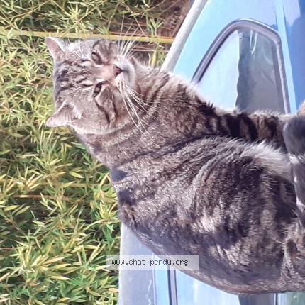 Foto 1/1 GRAND Chat perdido en Auribeau sur siagne