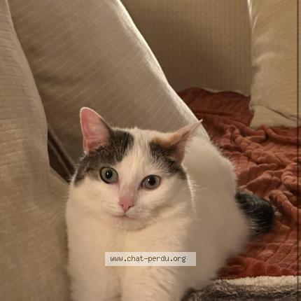 Foto 1/1 Romy Chat perdido en Belleme