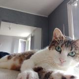 Foto del gato perdido en Balaruc Les Bains