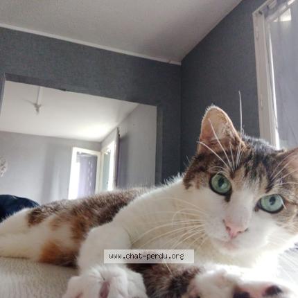 Foto 1/1 Tigrou Chat perdido en Balaruc les bains