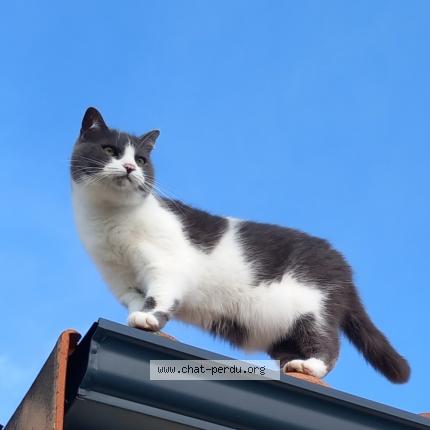 Foto 1/1 OONA Chat perdido en Champdolent