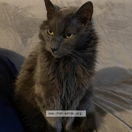 Foto 1/1 Gato Mallone Chat perdido en Noeux les mines