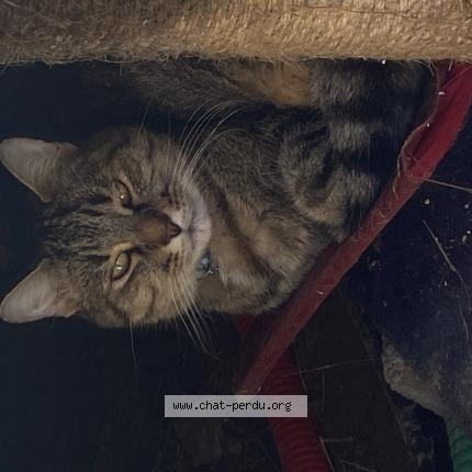 Foto 1/1 Gato encontrado Encontrado en Oraison