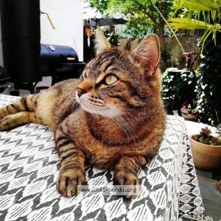 Foto 1/1 Nelson Chat perdido en Tours