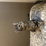 Foto del gato perdido en Saint Jean De Luz