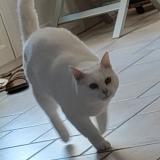 Foto del gato perdido en Loivre