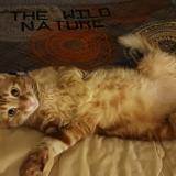 Foto del gato perdido en Montauban