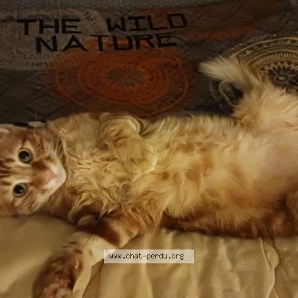 Foto 1/1 Gato encontrado Perdido en Montauban