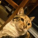 Foto del gato perdido en Montauban 82000