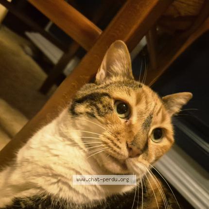 Foto 1/1 Tammy Chat perdido en Montauban 82000