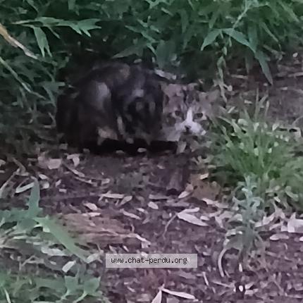 Foto 1/1 Gato encontrado Encontrado en Lille