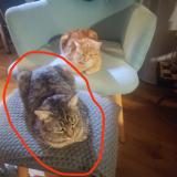 Foto del gato perdido en Fronton