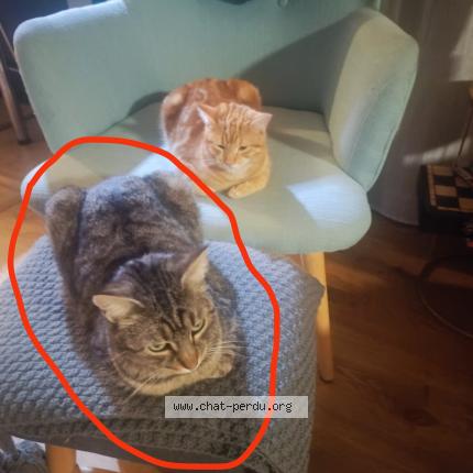 Foto 1/1 Thiana Chat perdido en Fronton