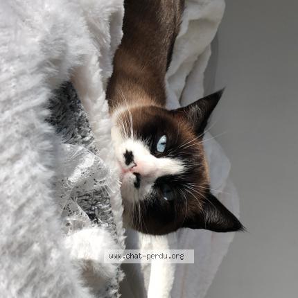 Foto 1/1 Gato encontrado Perdido en Maulette