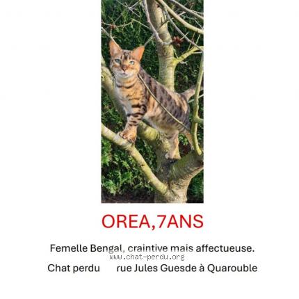 Foto 1/1 Orea Chat perdido en Quarouble