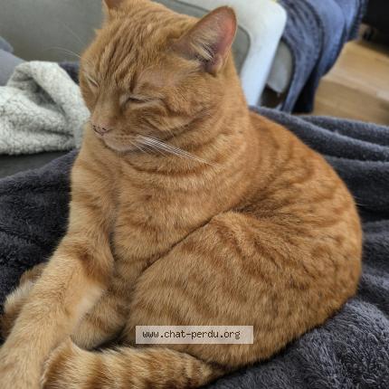 Foto 1/1 Rafa Chat perdido en Mayenne