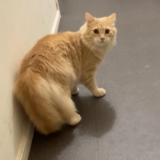 Foto del gato perdido en Nantes