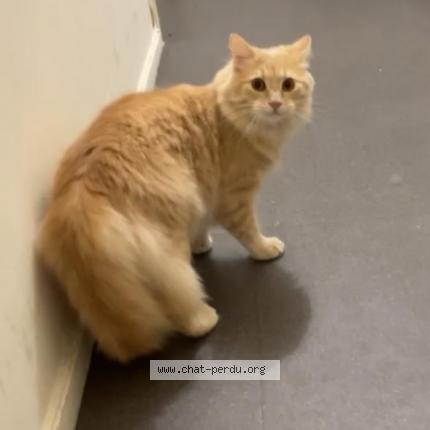 Foto 1/1 Gato encontrado Perdido en Nantes