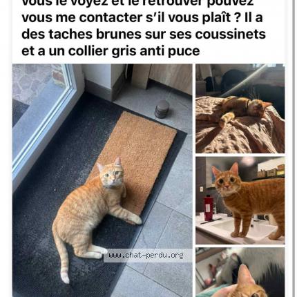 Foto 1/1 Cookie Chat perdido en Ans