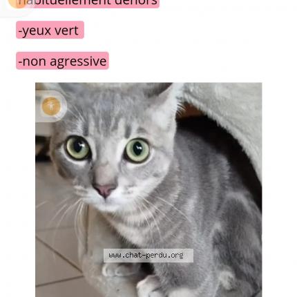 Foto 1/1 Yuva alias Mimouche Chat perdido en Colomiers