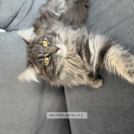 Foto 1/1 Tchoupi Chat perdido en Bruges