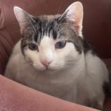 Foto del gato perdido en La Talaudiere