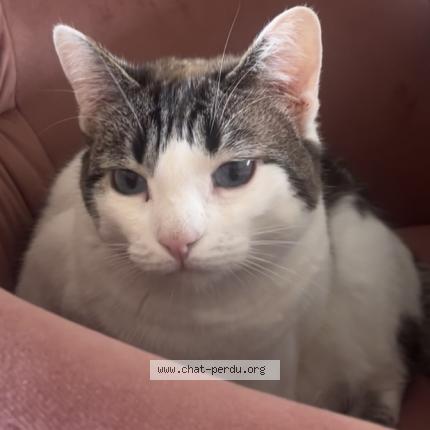 Foto 1/1 WILLOW Chat perdido en La talaudiere