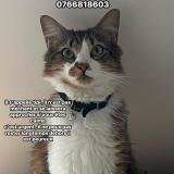 Foto del gato perdido en Montauban