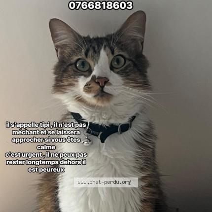 Foto 1/1 Tipi Chat perdido en Montauban