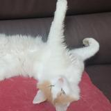 Foto del gato perdido en La Chapelle Sur Coise