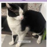 Foto del gato perdido en Villeneuve Saint Georges