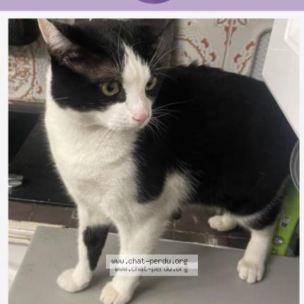 Foto 1/1 Naoual Moti Chat perdido en Villeneuve saint georges