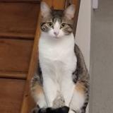 Foto del gato perdido en Saint Laurent Du Pont